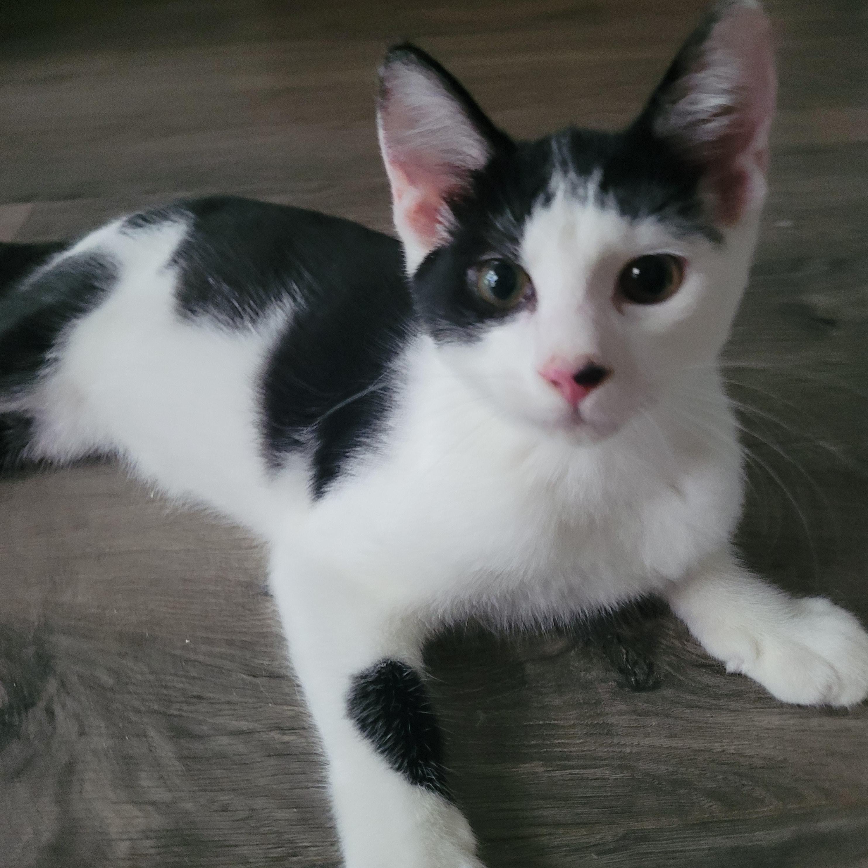 Spot, Adoptable, Young Male Domestic Short Hair.