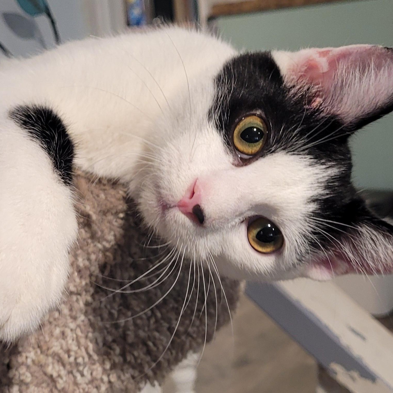 Spot, a Adoptable Domestic Short Hair in Talcott, WV image 5/6