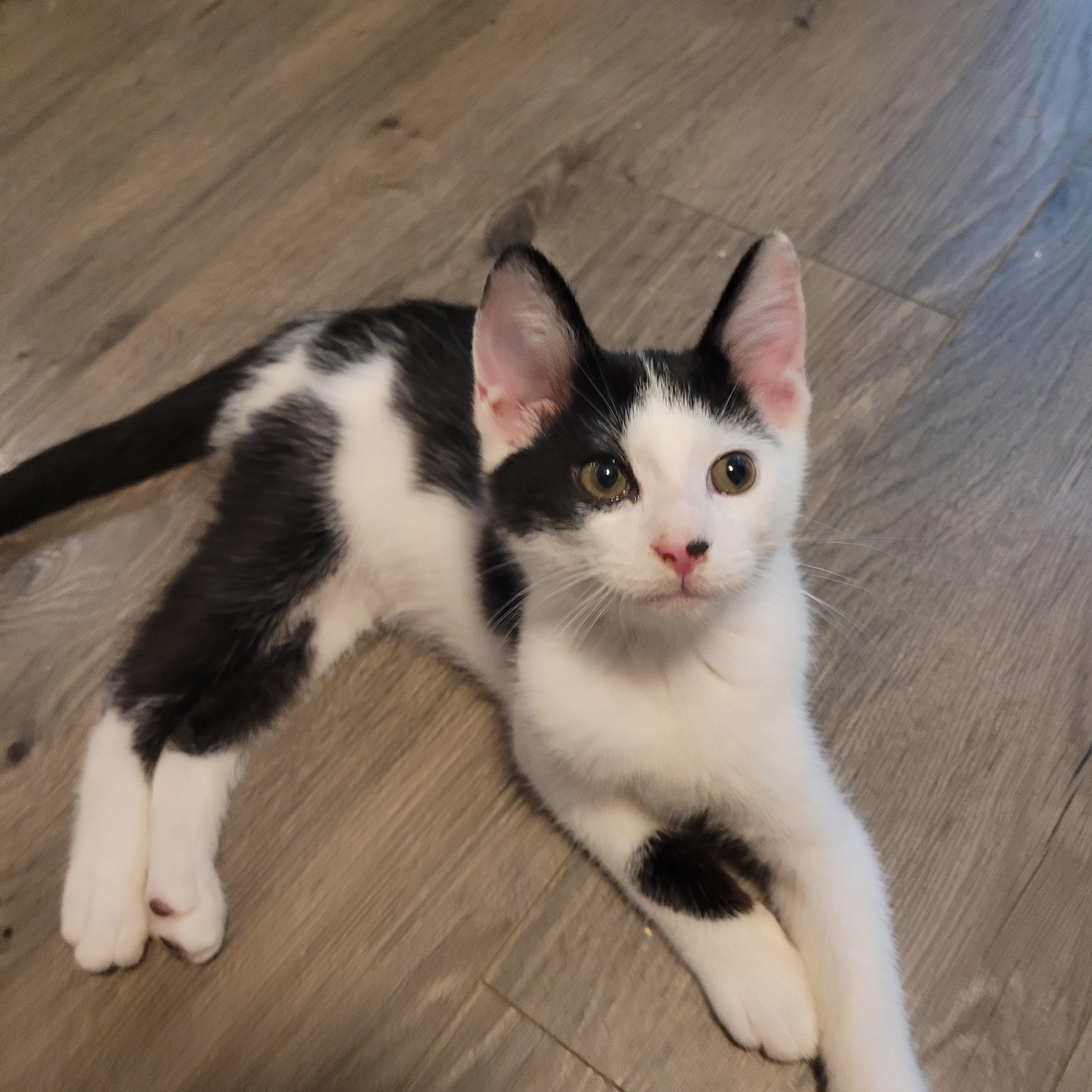 Spot, a Adoptable Domestic Short Hair in Talcott, WV image 6/6