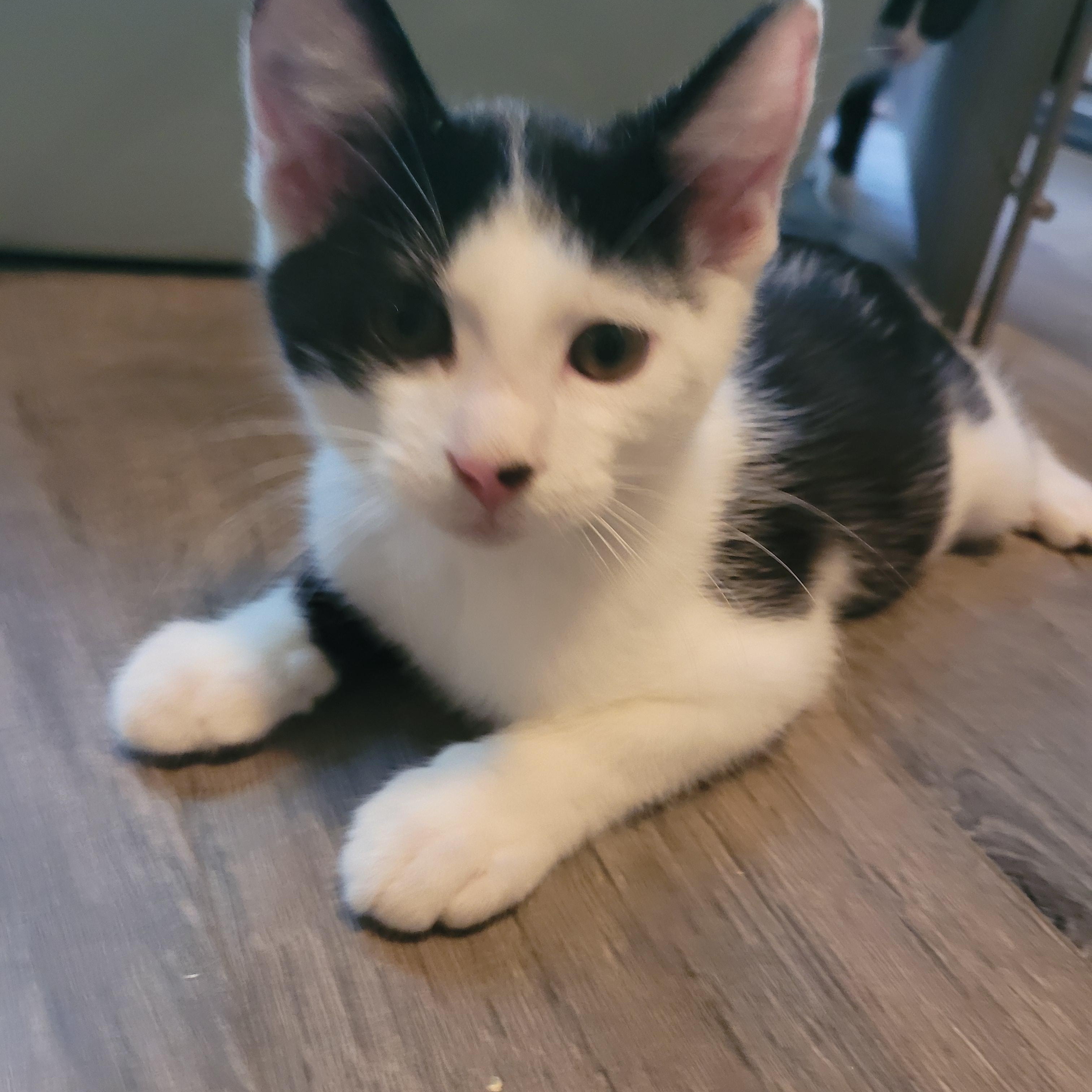 Spot, a Adoptable Domestic Short Hair in Talcott, WV image 4/6