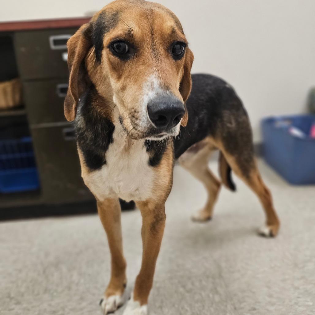 Woody, Adoptable, Adult Male Hound.