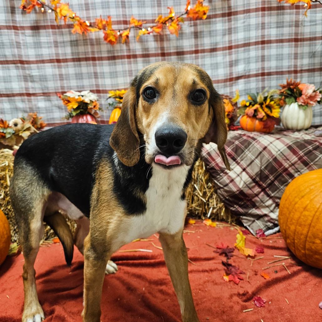 Woody, a Adoptable Hound in Concord, NC image 2/4