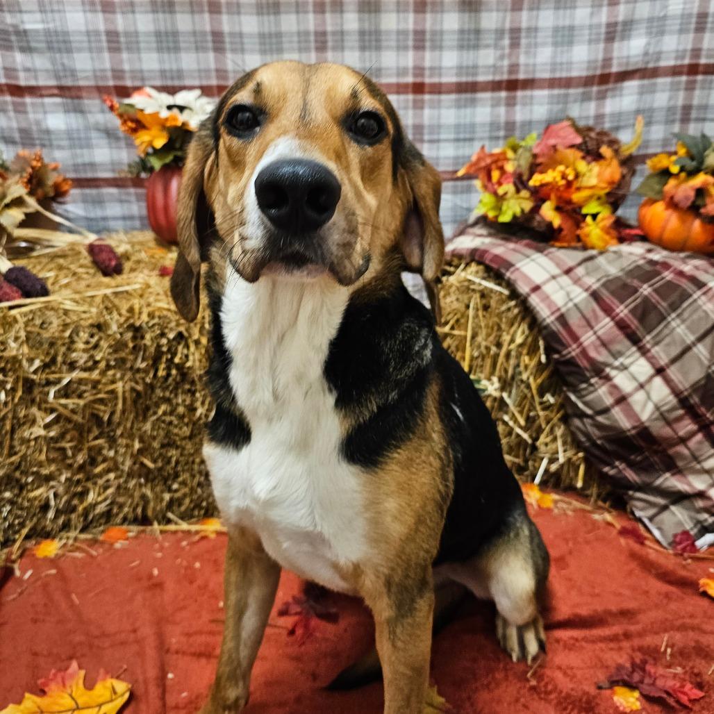 Woody, a Adoptable Hound in Concord, NC image 3/4