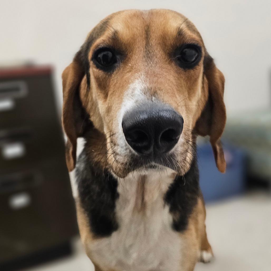 Woody, a Adoptable Hound in Concord, NC image 4/4
