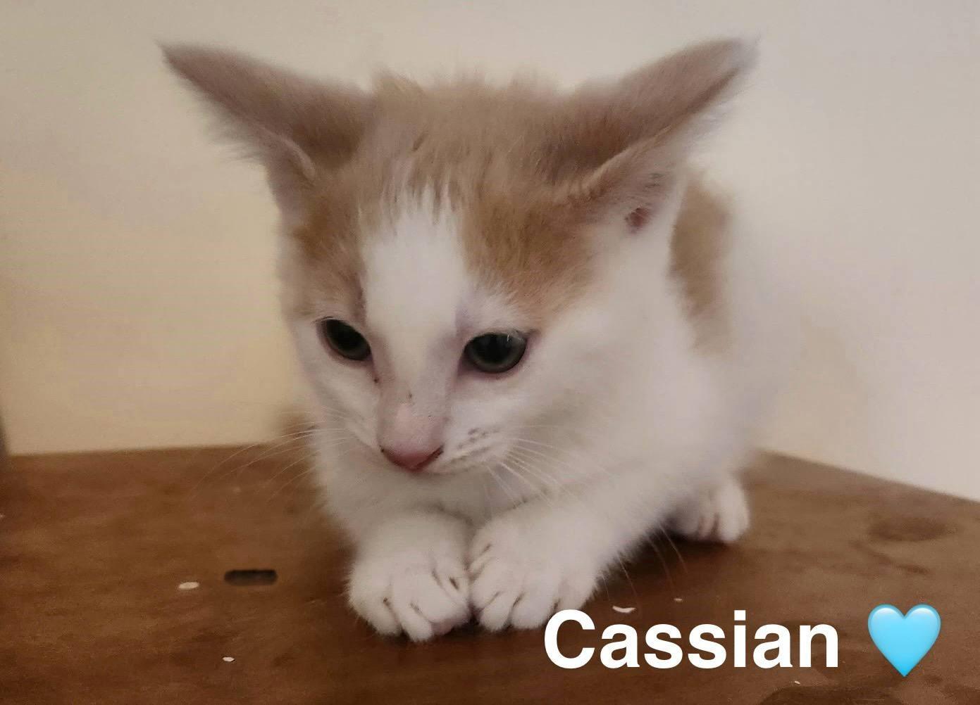 Cass, an adopted Domestic Medium Hair in Beckley, WV_image-1
