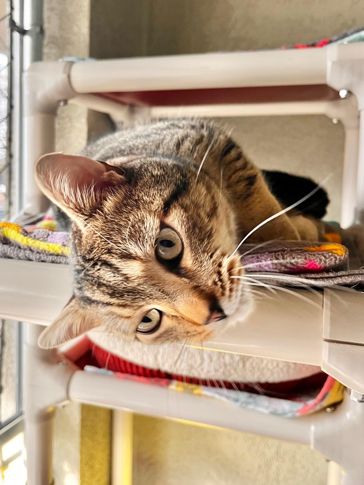 Slinky, a ADOPTABLE Domestic Short Hair in Boise, ID image 2/4