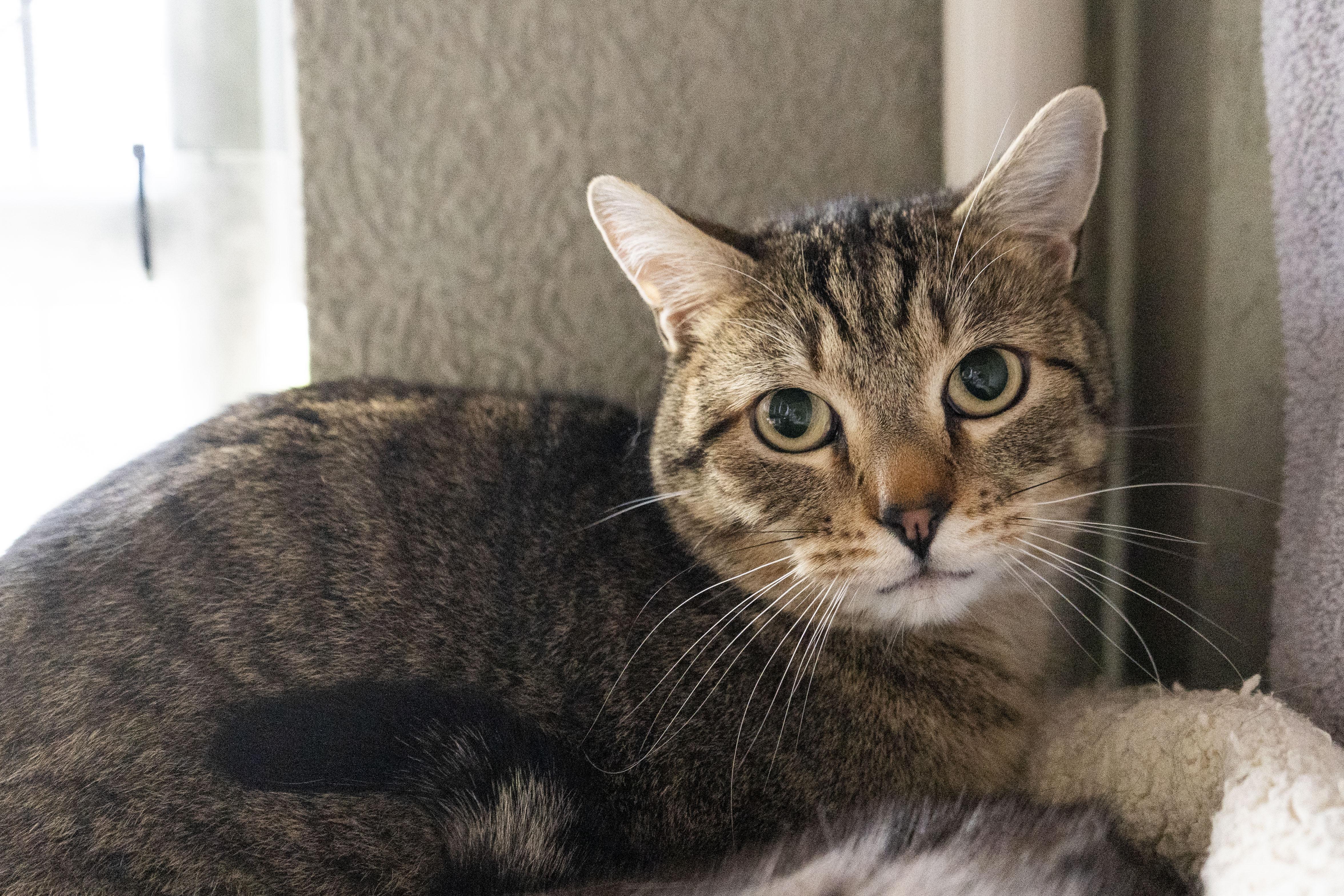 Slinky, a ADOPTABLE Domestic Short Hair in Boise, ID image 3/4