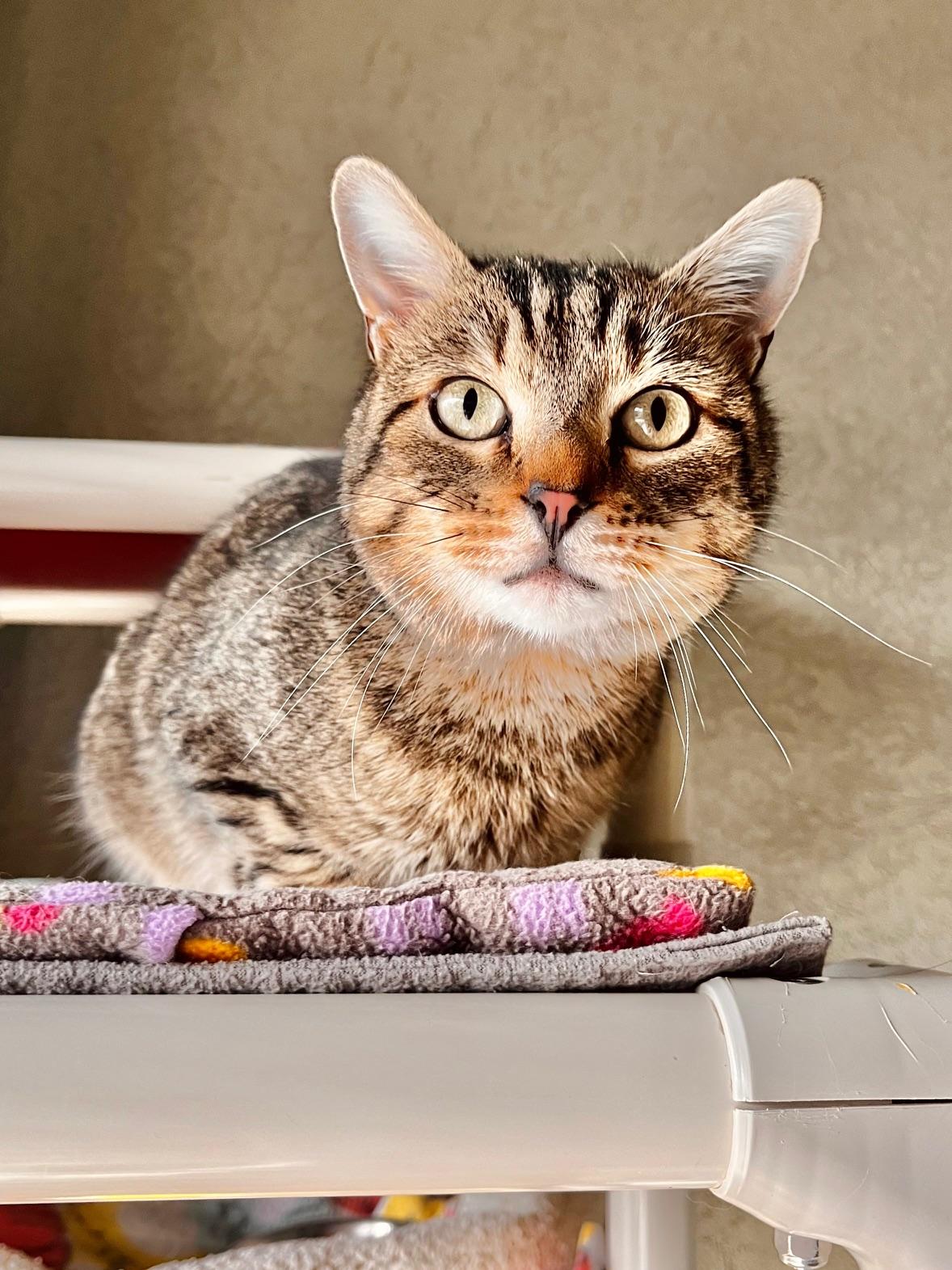 Slinky, ADOPTABLE, Adult Male Domestic Short Hair.