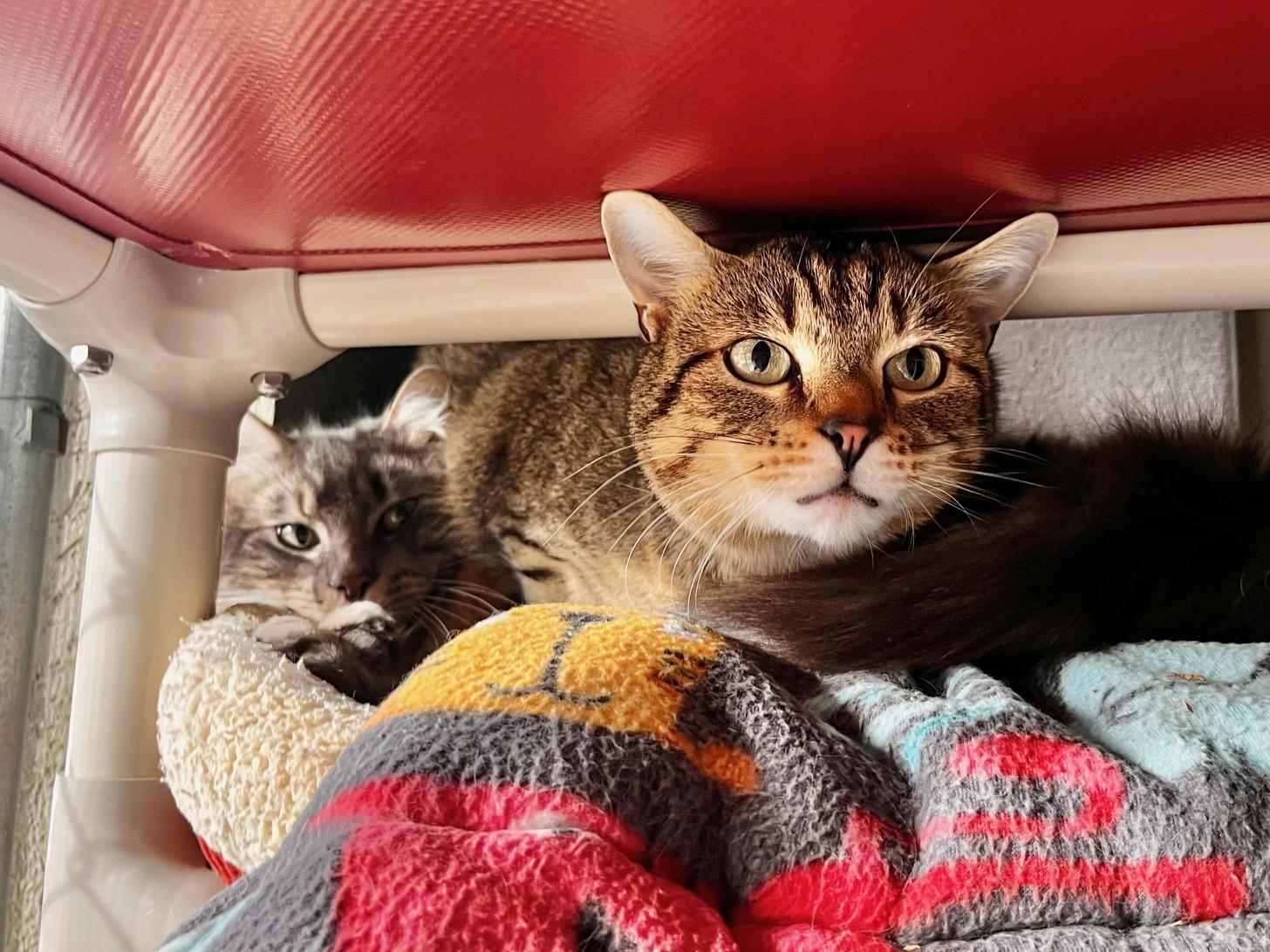 Slinky, a ADOPTABLE Domestic Short Hair in Boise, ID image 4/4