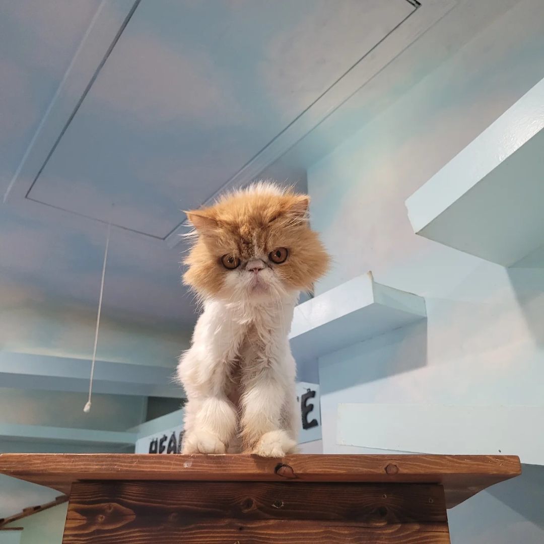 Lucy, Adoptable, Senior Female Persian.