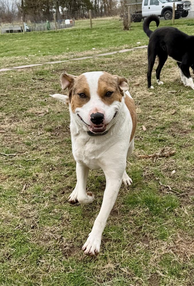 Enlarge Myles, a Adoptable mixed breed in Pottstown, PA image 1/6