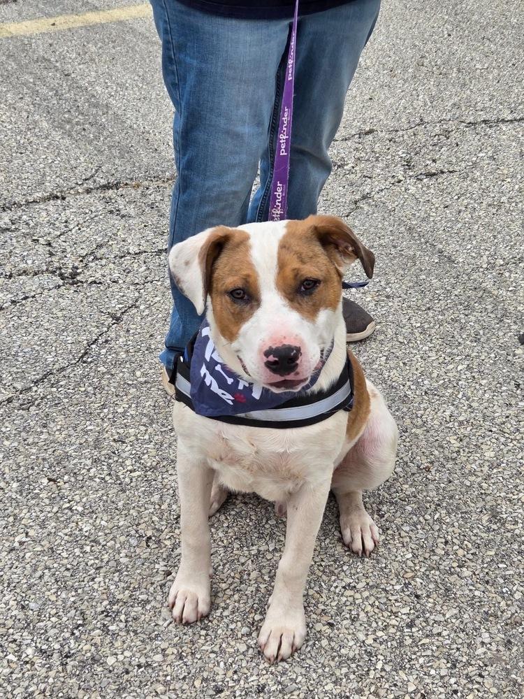 Enlarge Myles, a Adoptable mixed breed in Pottstown, PA image 1/6