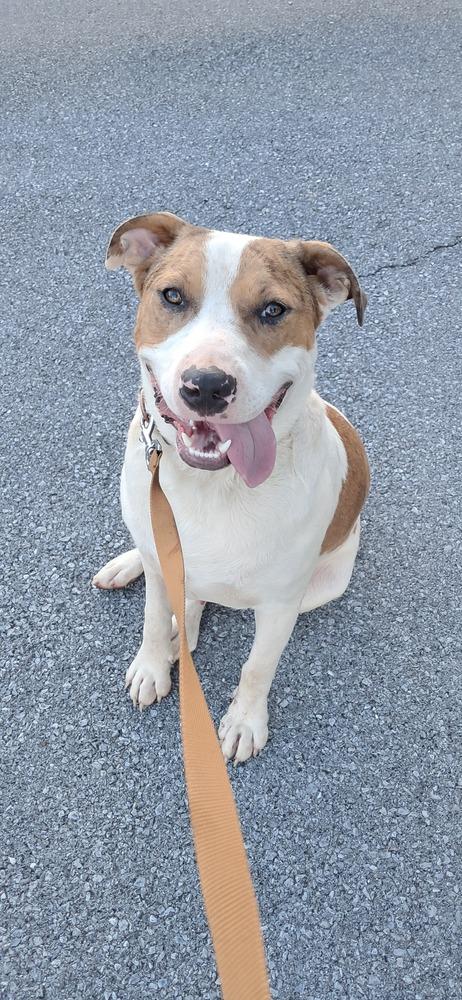 Myles, Adoptable, Adult Male Hound & Pit Bull Terrier.