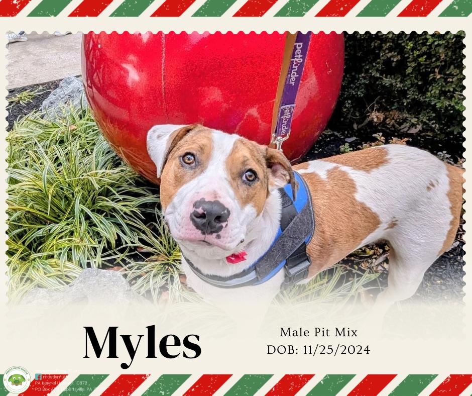 Enlarge Myles, a Adoptable mixed breed in Pottstown, PA image 2/6