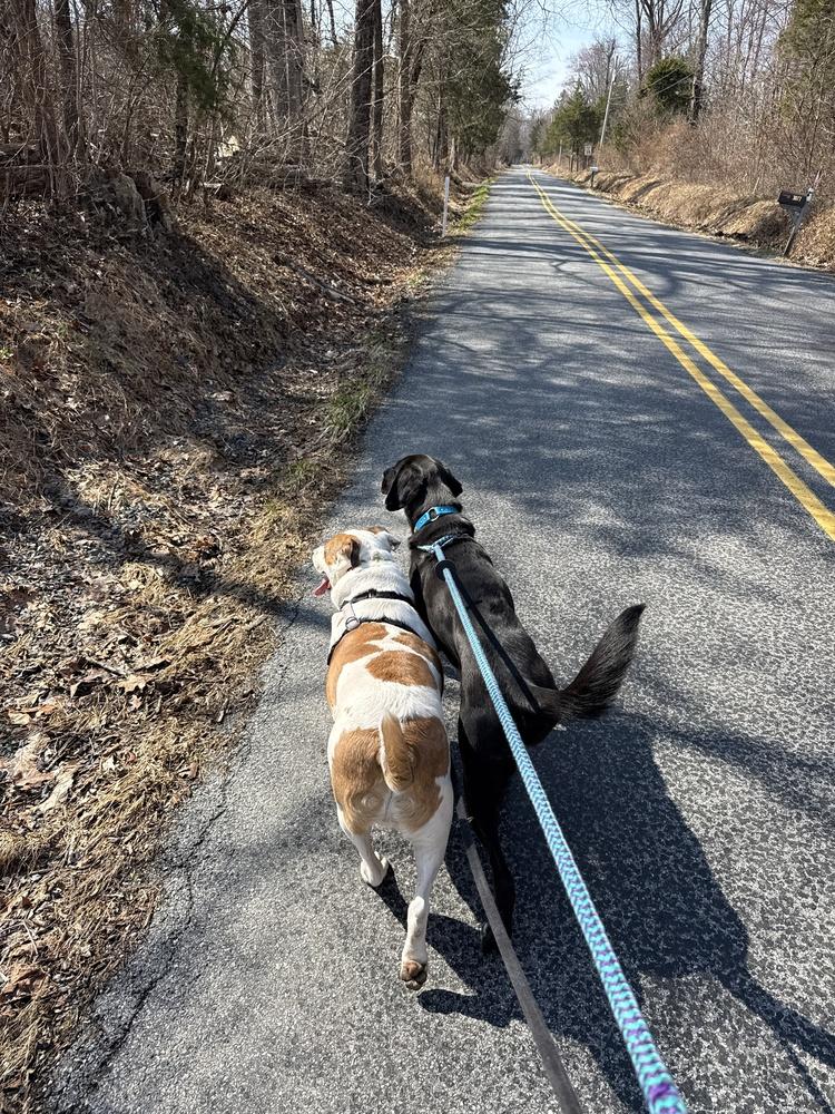 Enlarge Myles, a Adoptable mixed breed in Pottstown, PA image 2/6