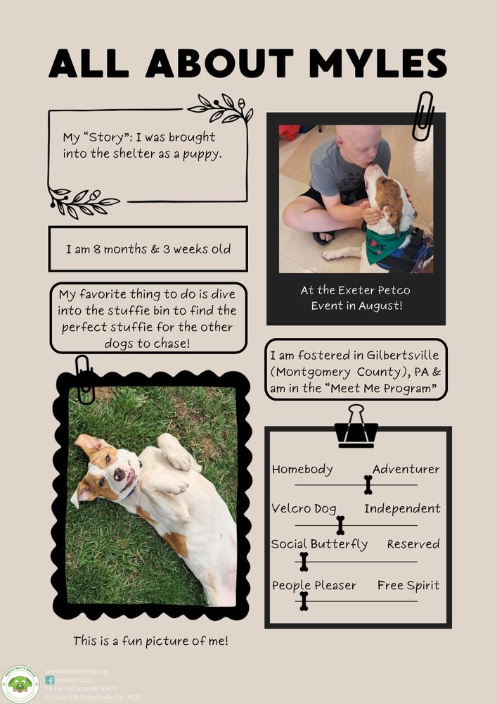 Enlarge Myles, a Adoptable mixed breed in Pottstown, PA image 3/6