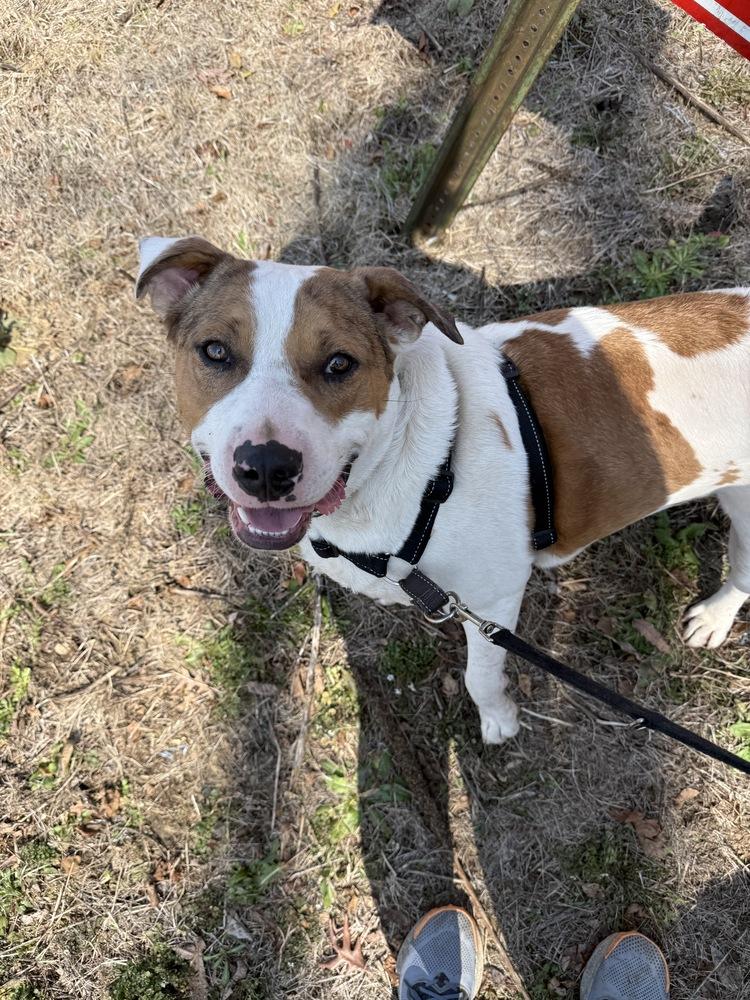 Enlarge Myles, a Adoptable mixed breed in Pottstown, PA image 3/6