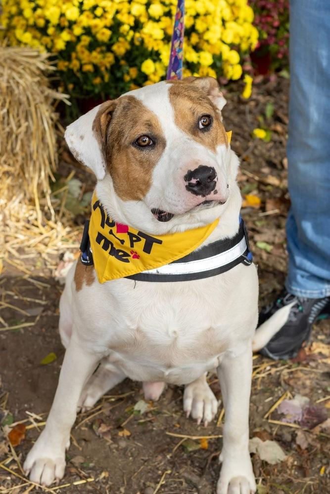 Enlarge Myles, a Adoptable mixed breed in Pottstown, PA image 5/6
