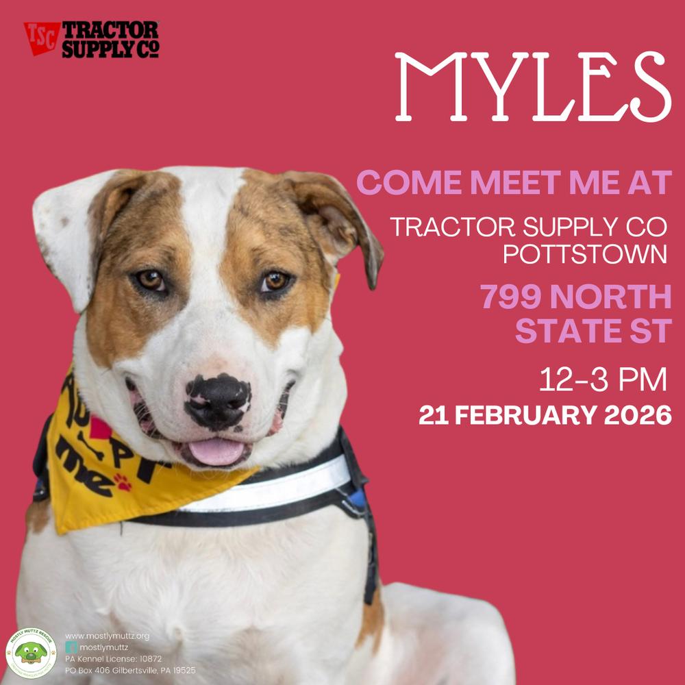 Myles, a Adoptable mixed breed in Pottstown, PA image 1/6