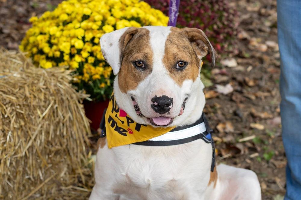 Enlarge Myles, a Adoptable mixed breed in Pottstown, PA image 6/6