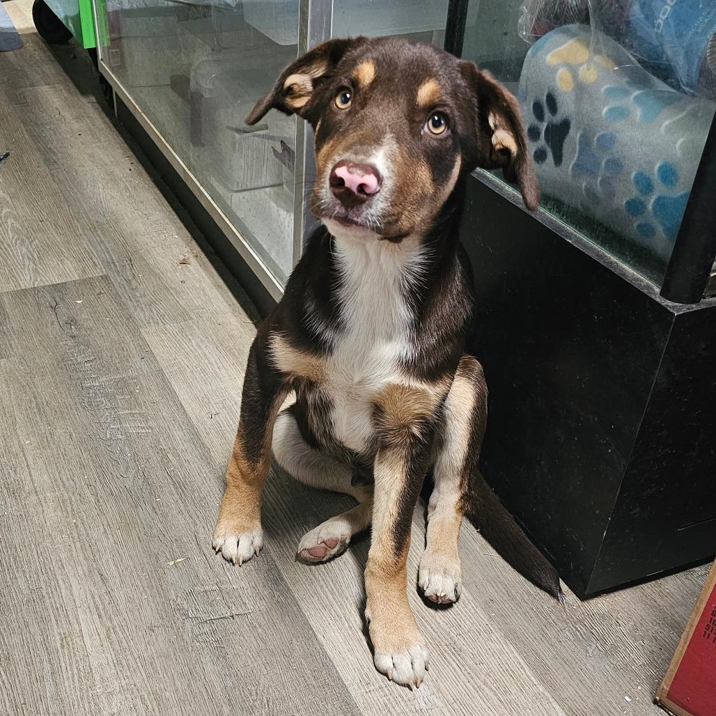 Enlarge Mazda, a Adoptable mixed breed in mount vernon, AR image 1/1