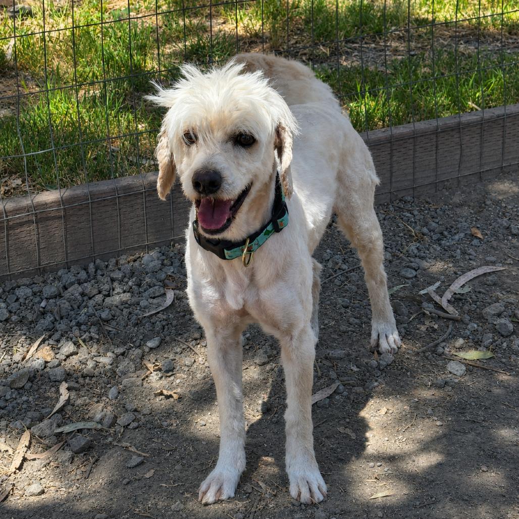 Mr. Pancake, Adoptable, Adult Male Poodle.