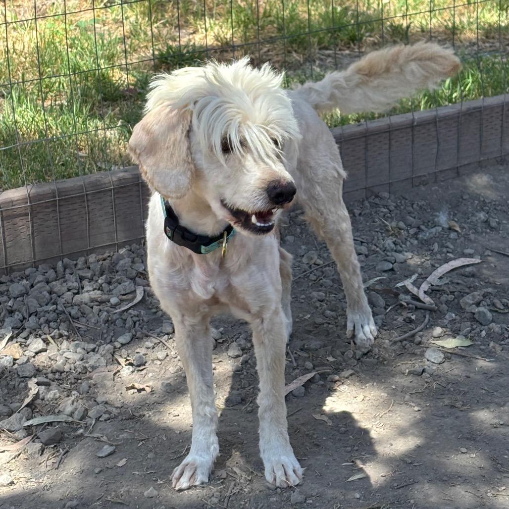 Enlarge Mr. Pancake, a Adoptable Poodle in Sonoma, CA image 2/2