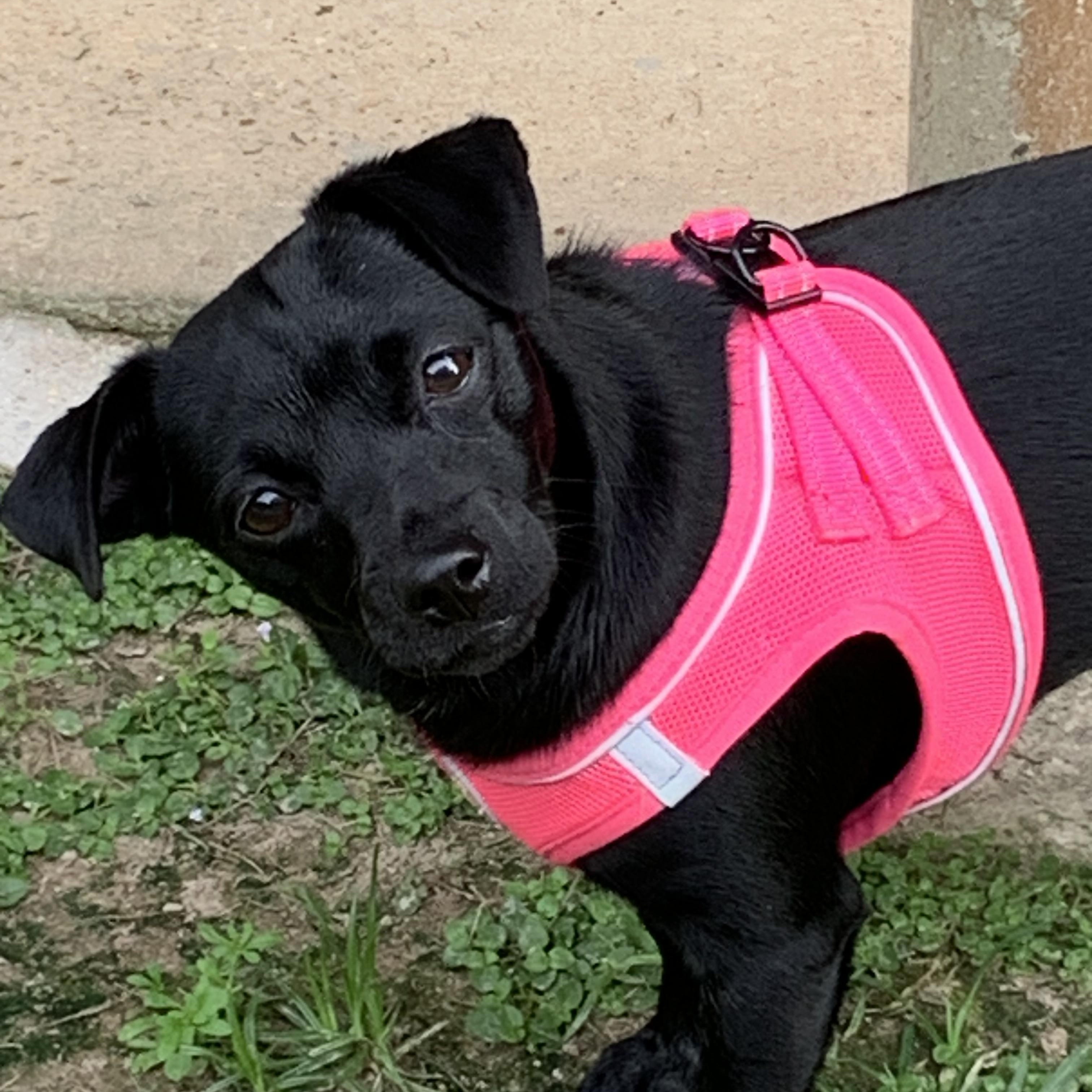Daphne, a ADOPTABLE mixed breed in Baker, LA image 5/6