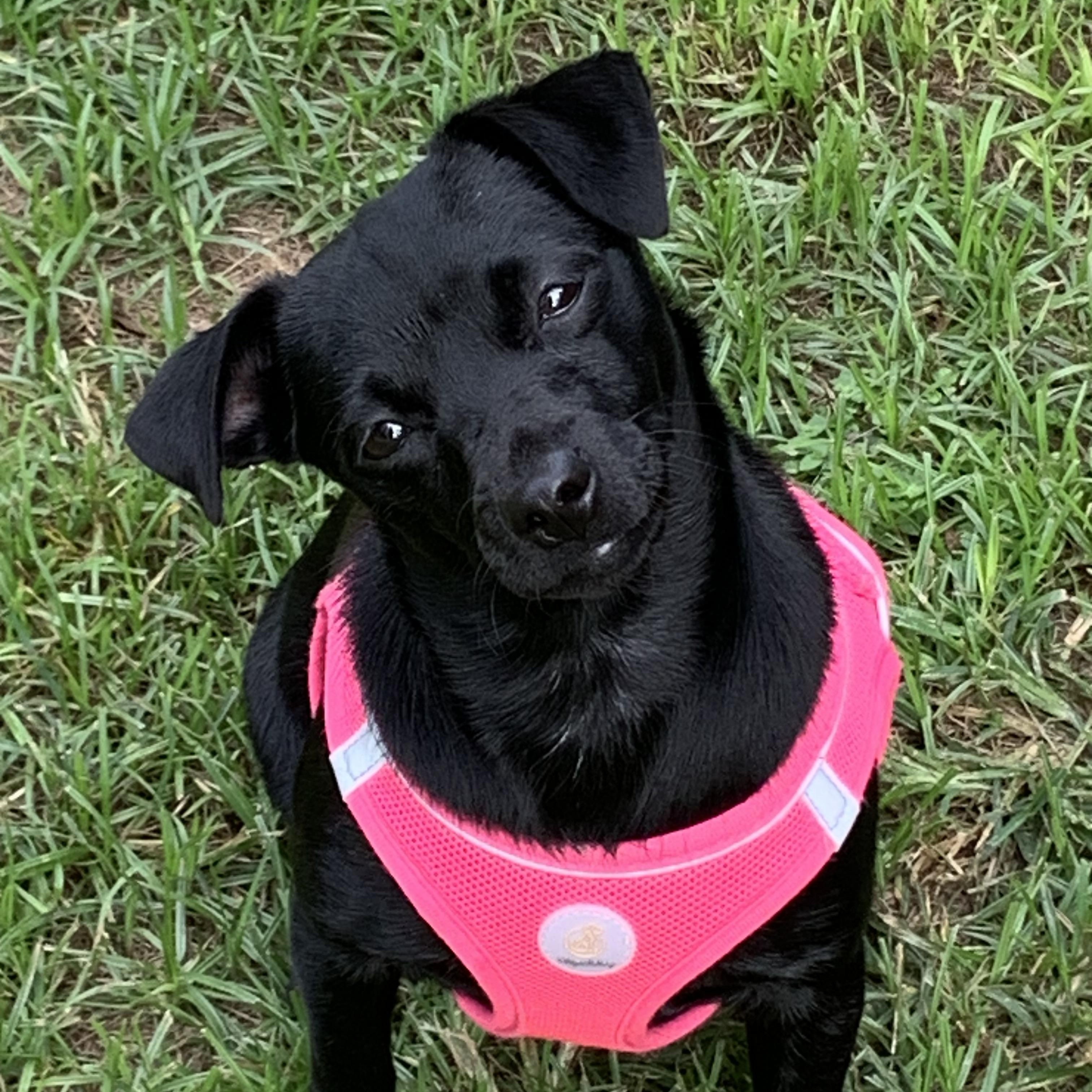 Daphne, a ADOPTABLE mixed breed in Baker, LA image 1/6