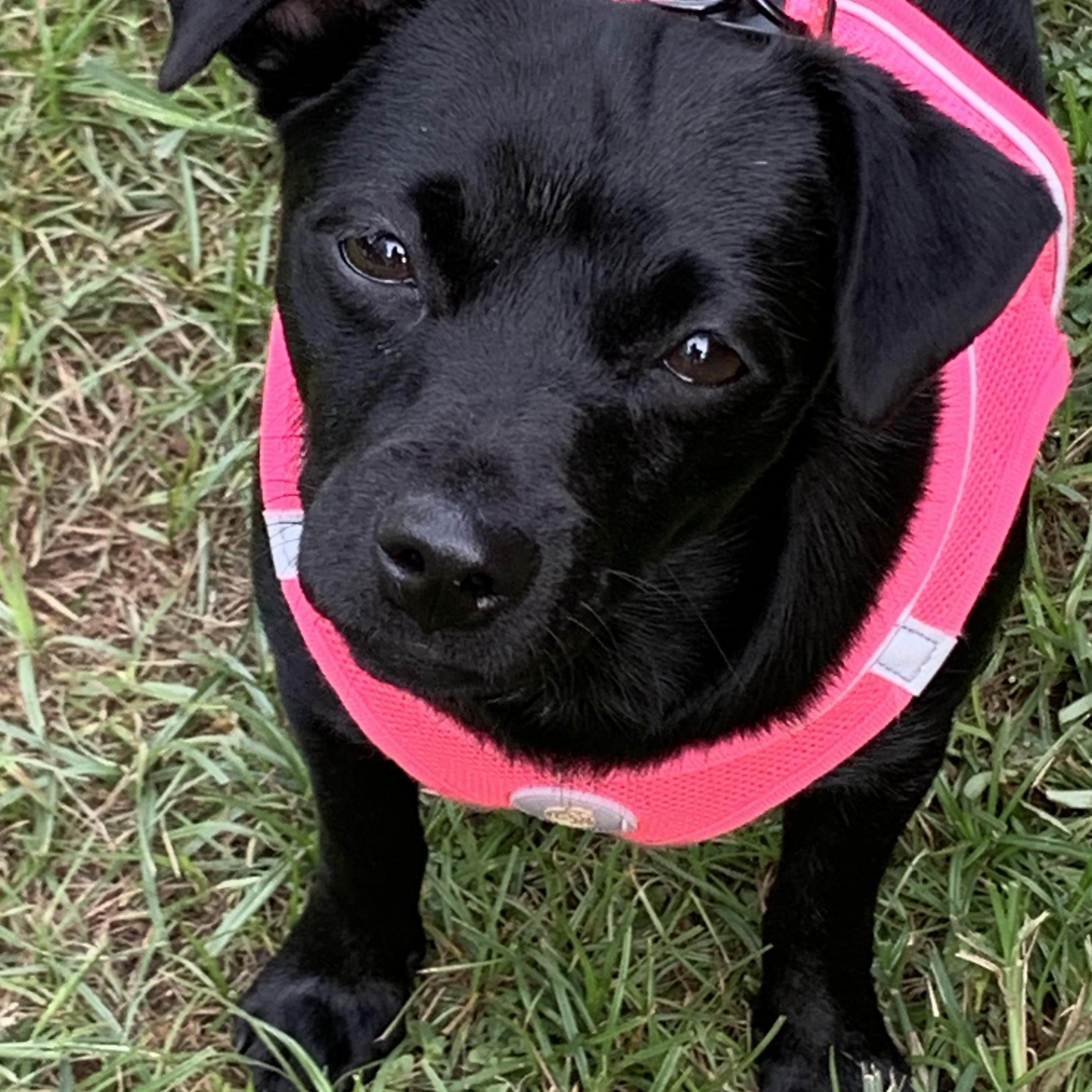 Daphne, a ADOPTABLE mixed breed in Baker, LA image 4/6