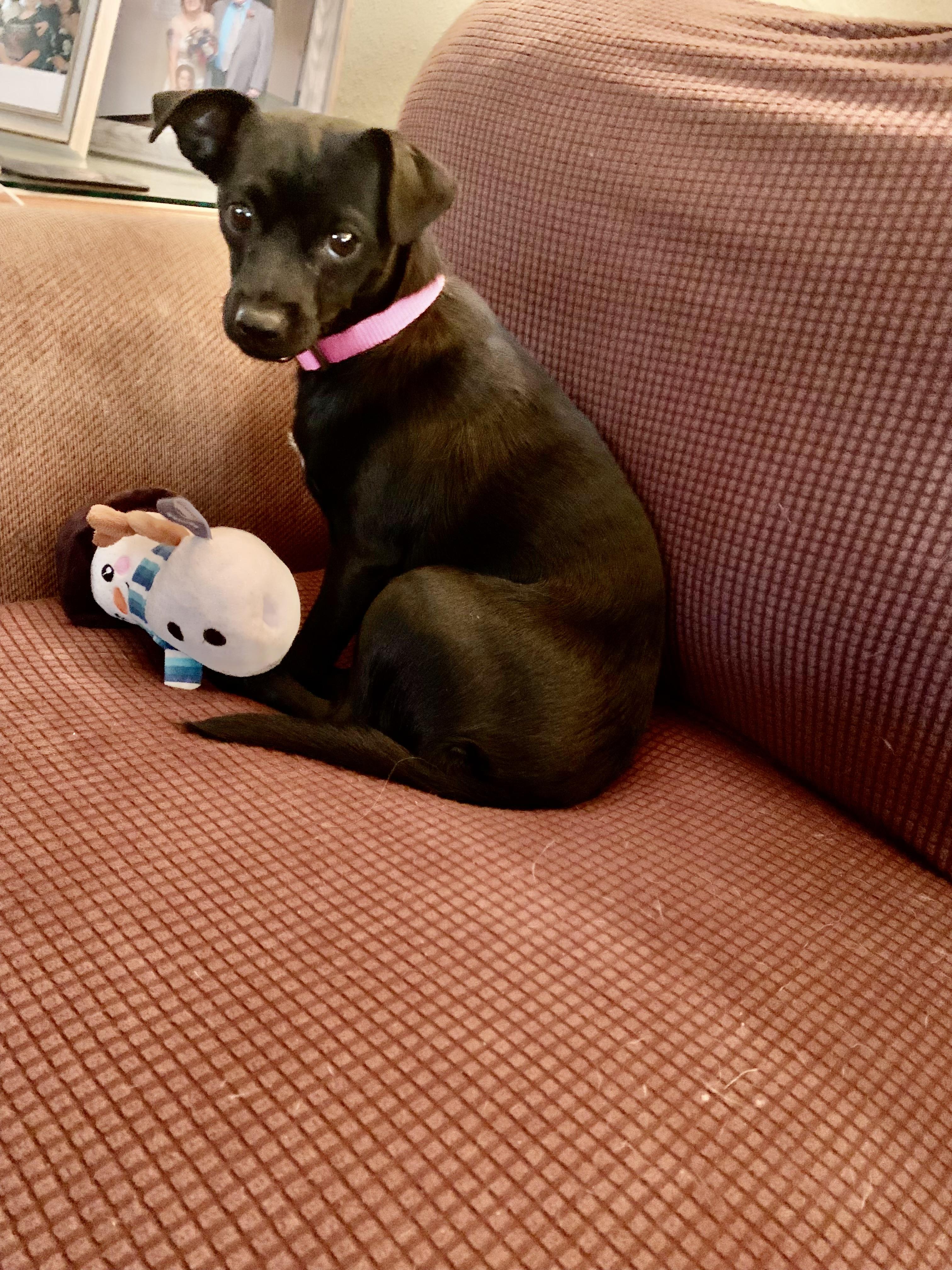 Daphne, a ADOPTABLE mixed breed in Baker, LA image 2/6