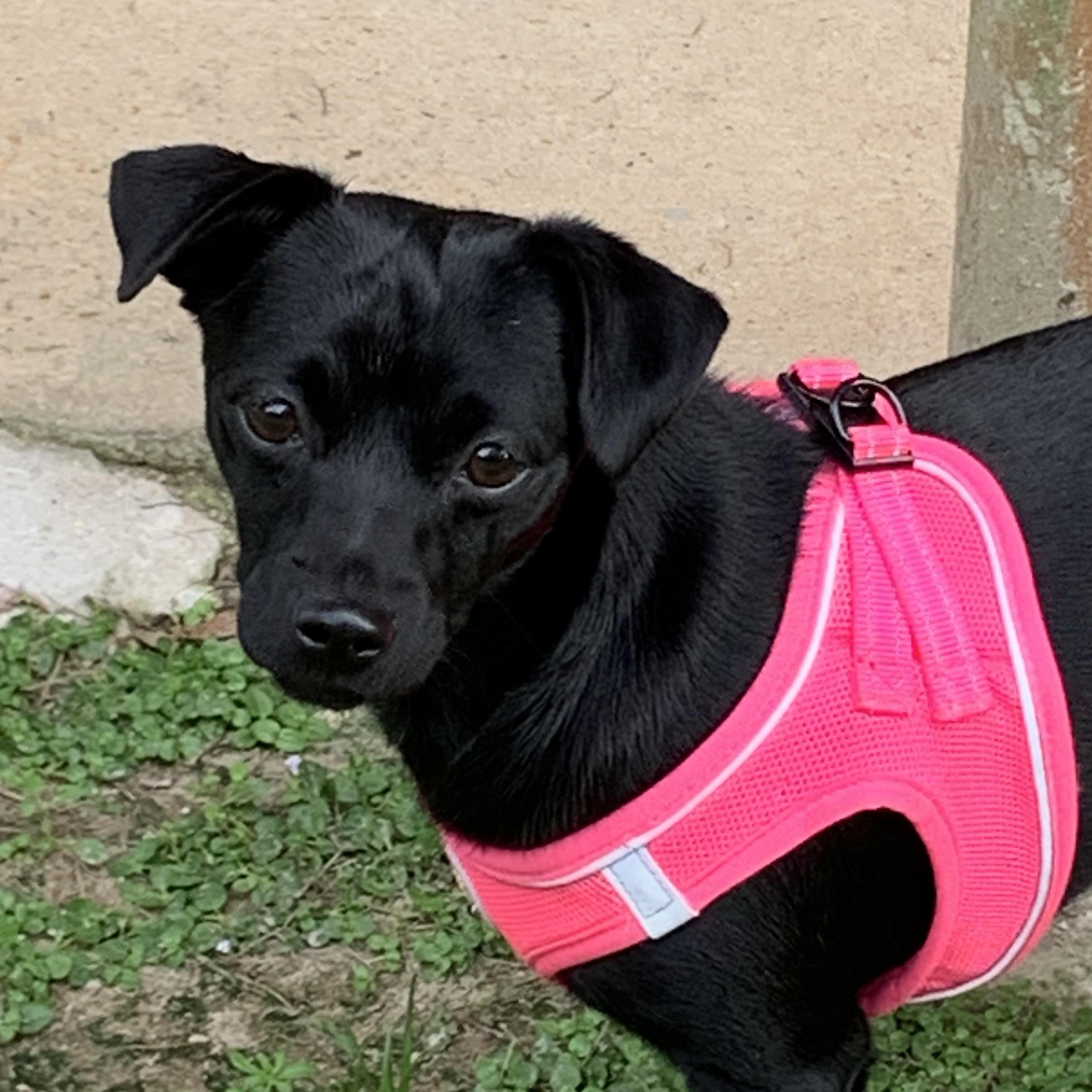 Daphne, a ADOPTABLE mixed breed in Baker, LA image 6/6