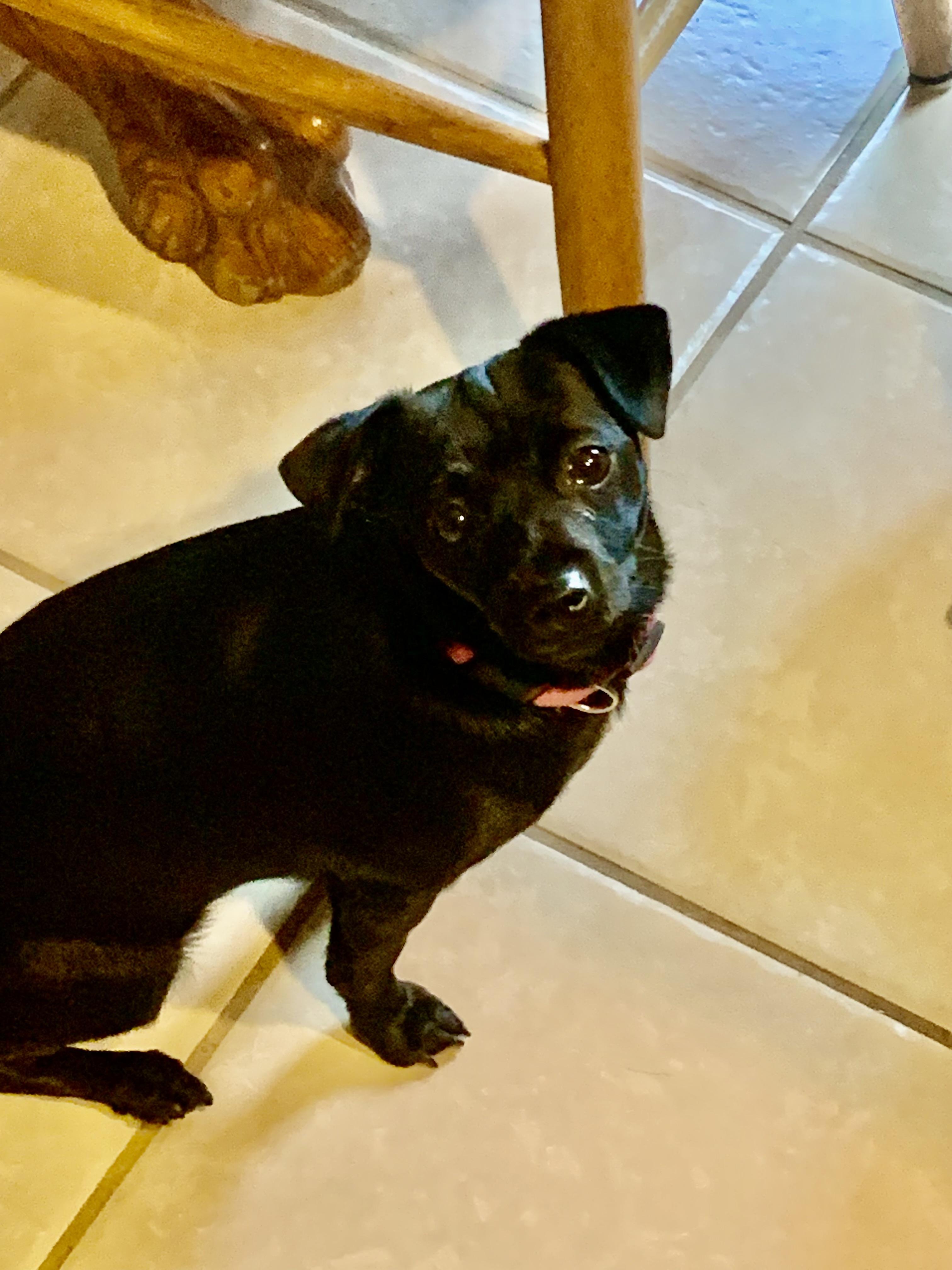 Daphne, a ADOPTABLE mixed breed in Baker, LA image 3/6