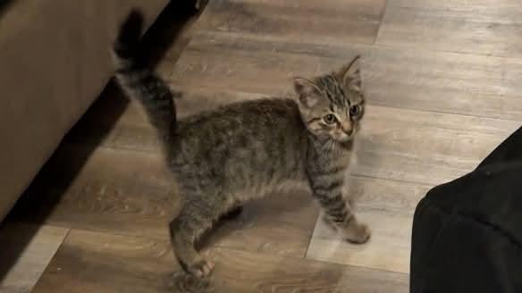 Cake, ADOPTABLE, Kitten Male Domestic Short Hair.