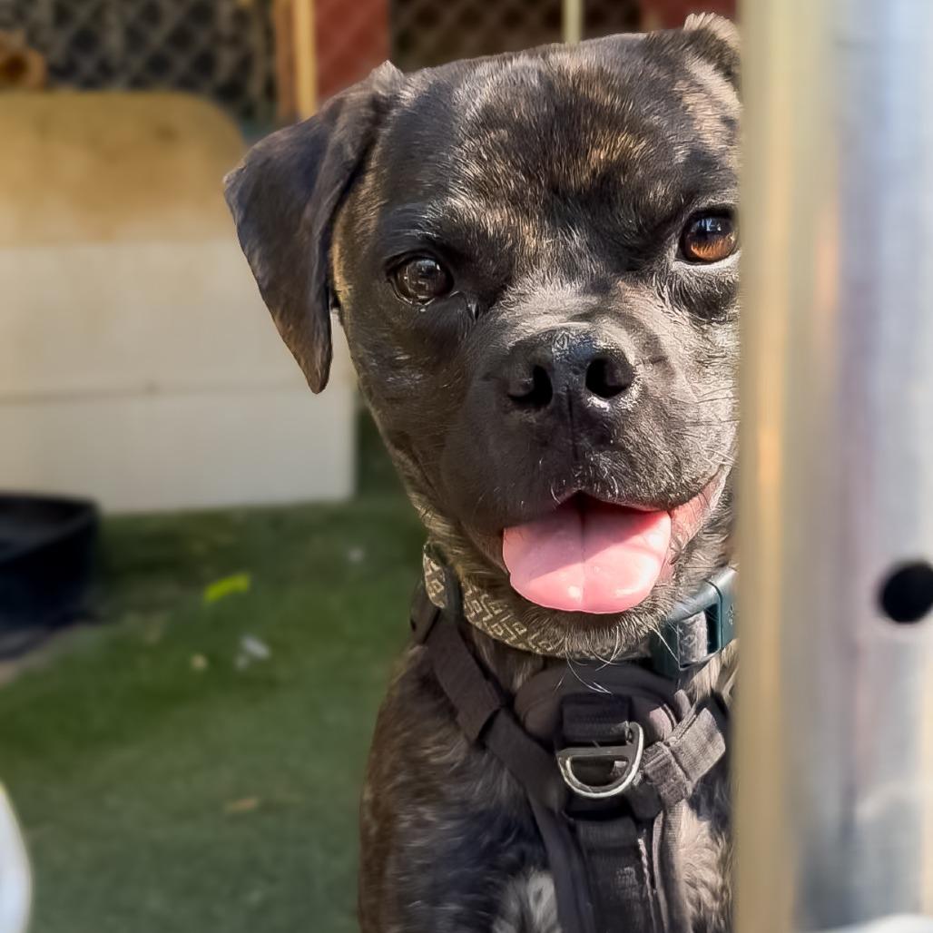 Enlarge Chavito, a Adoptable mixed breed in Las Vegas, NV image 1/6