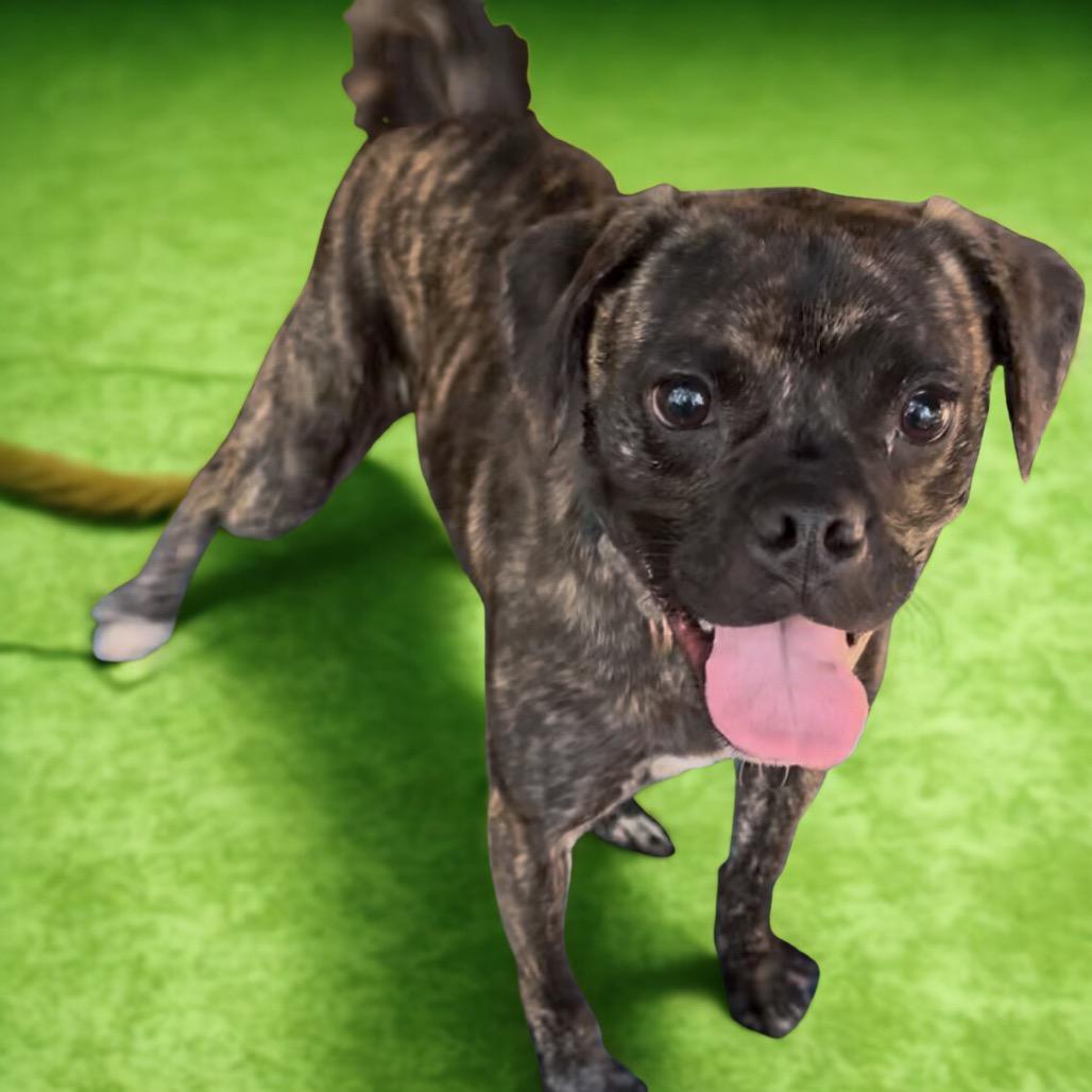 Enlarge Chavito, a Adoptable mixed breed in Las Vegas, NV image 3/6