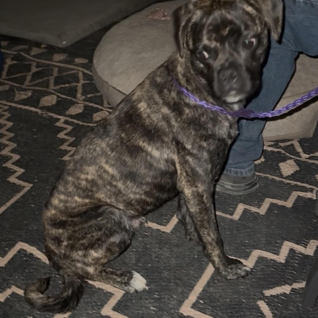 Enlarge Chavito, a Adoptable mixed breed in Las Vegas, NV image 5/6