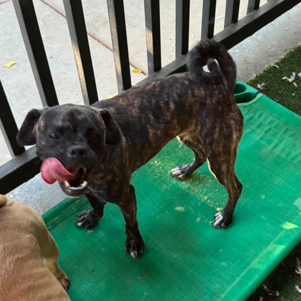 Enlarge Chavito, a Adoptable mixed breed in Las Vegas, NV image 6/6