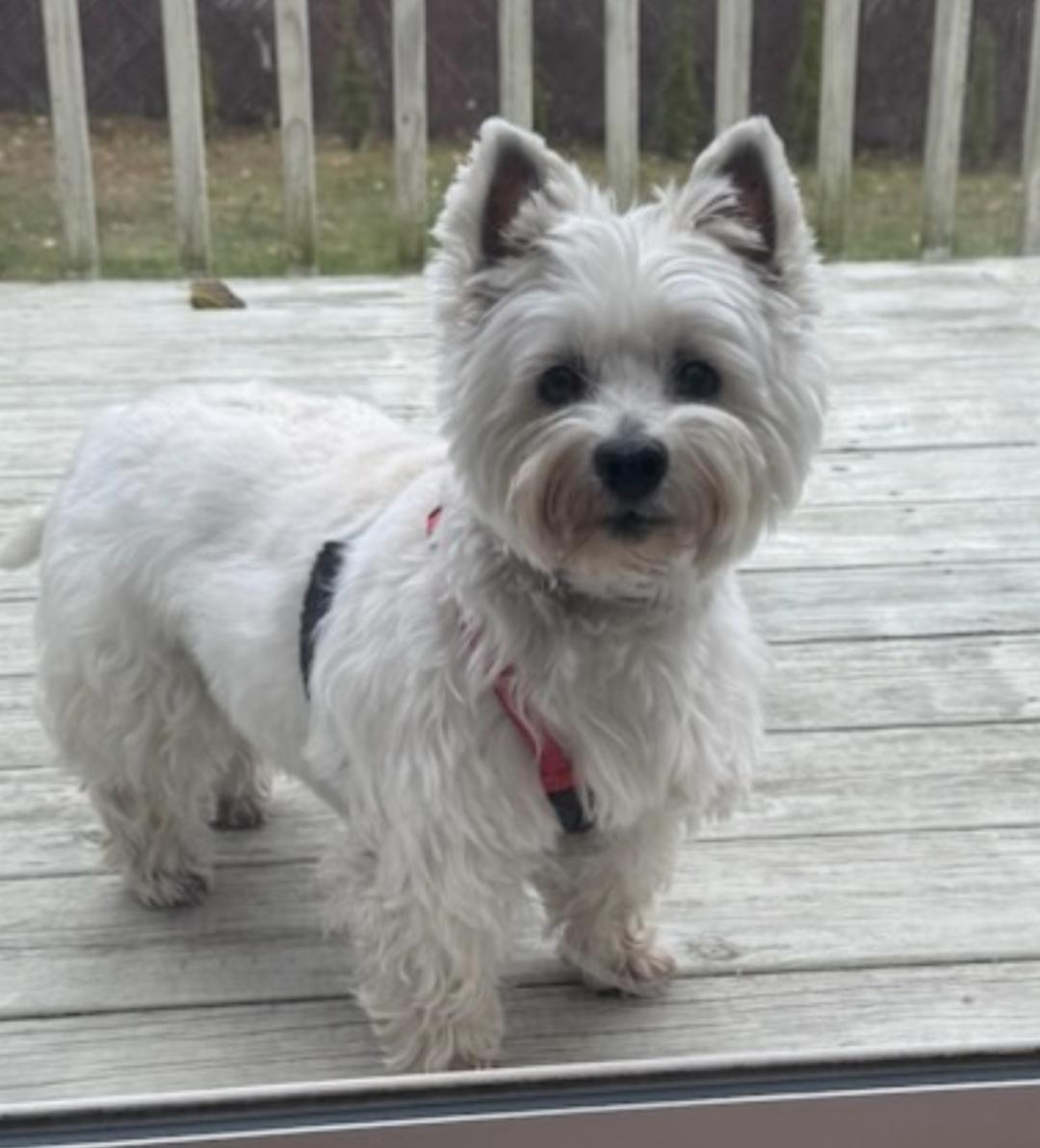 Enlarge "KYLIE" - BEAUTIFUL SENIOR LOOKING FOR SPECIAL, TERRIER EXPERIENCED HOME!, a ADOPTABLE West Highland White Terrier / Westie in novi, MI image 1/2
