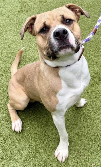 Enlarge TARZAN, a Adoptable mixed breed in Olivette, MO image 1/1