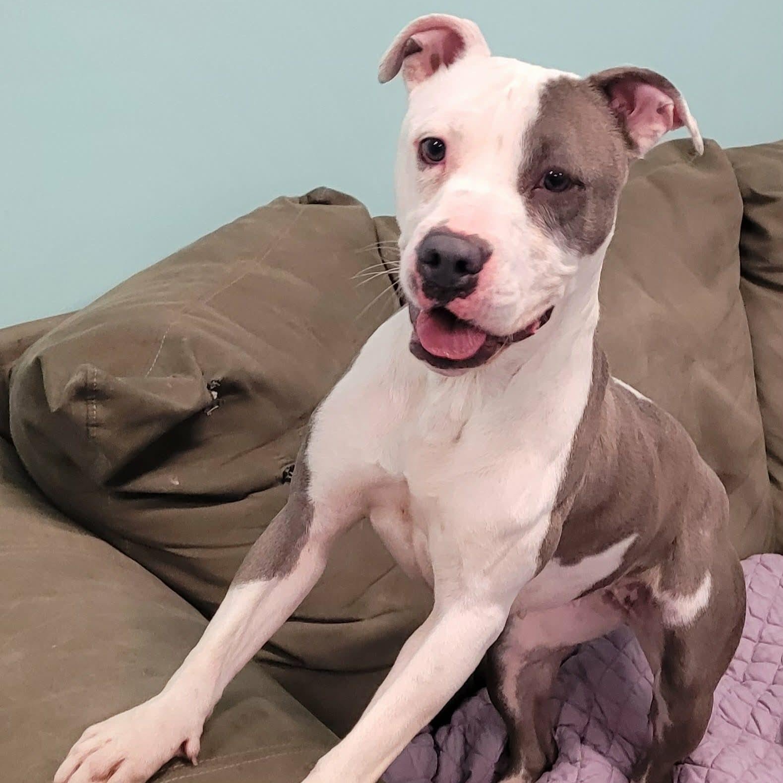 Enlarge Royalty! Silly Pittie Girl!, a ADOPTABLE mixed breed in Meriden, CT image 5/6