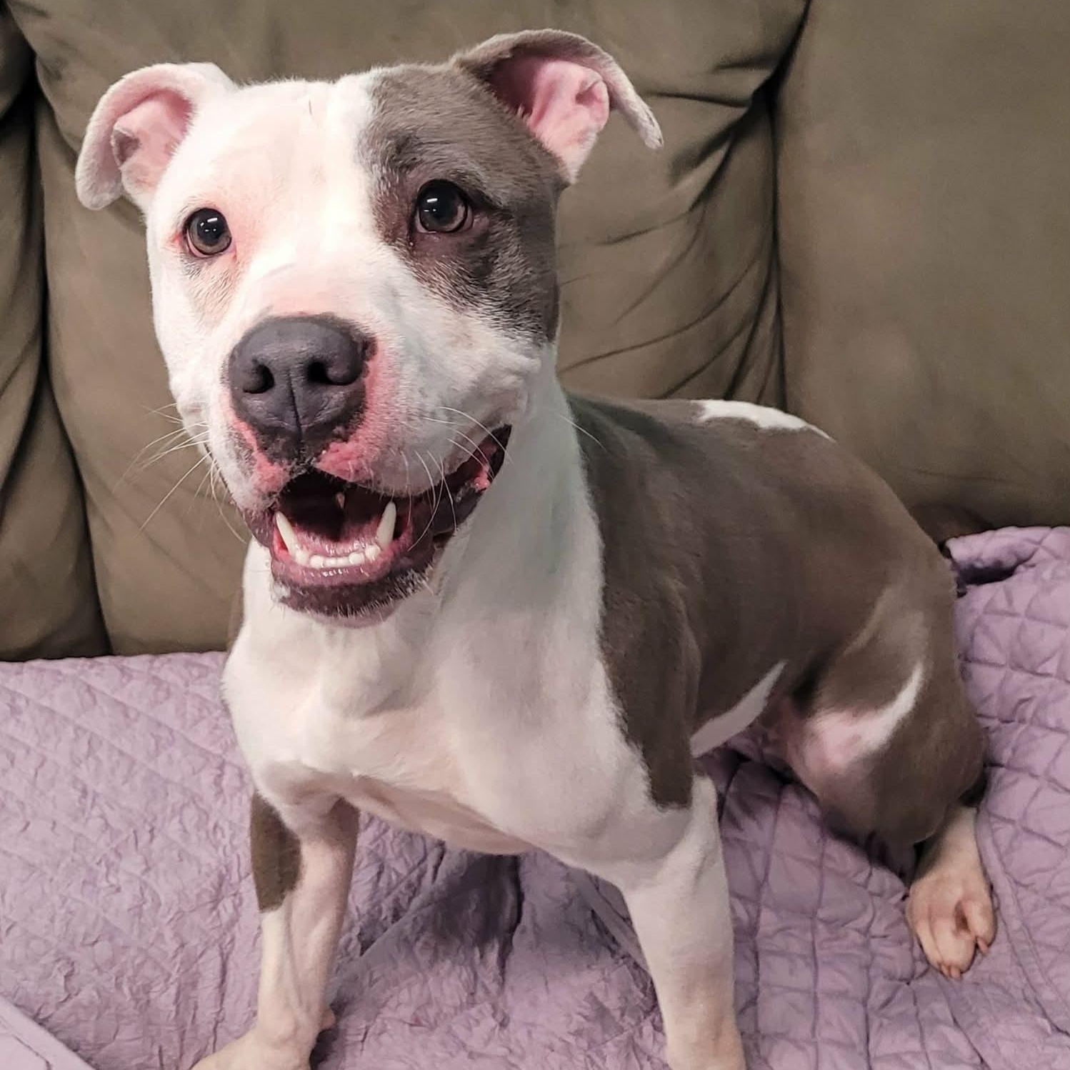 Enlarge Royalty! Silly Pittie Girl!, a ADOPTABLE mixed breed in Meriden, CT image 3/6