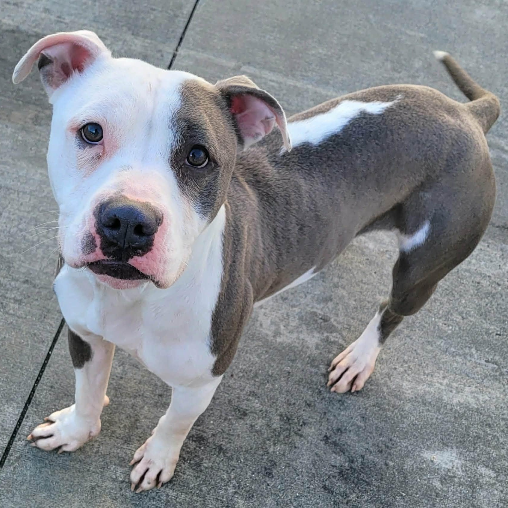 Enlarge Royalty! Silly Pittie Girl!, a ADOPTABLE mixed breed in Meriden, CT image 4/6