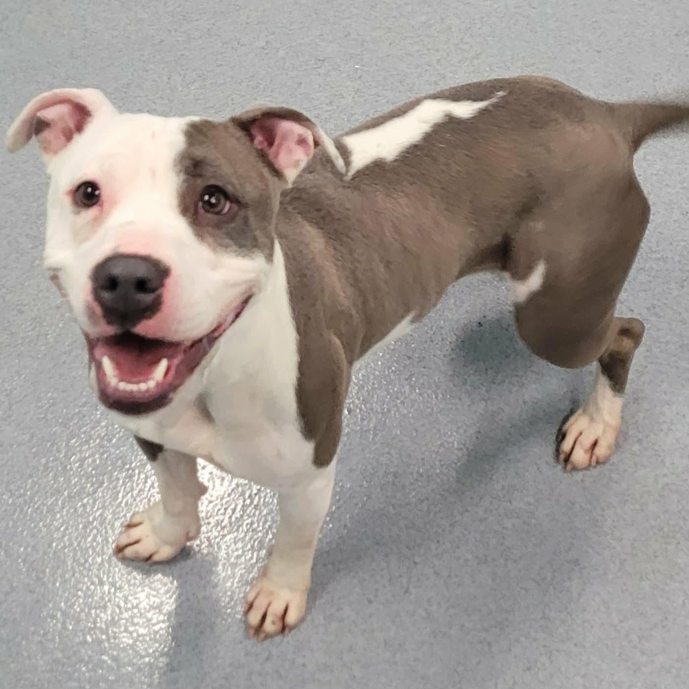 Enlarge Royalty! Silly Pittie Girl!, a ADOPTABLE mixed breed in Meriden, CT image 6/6