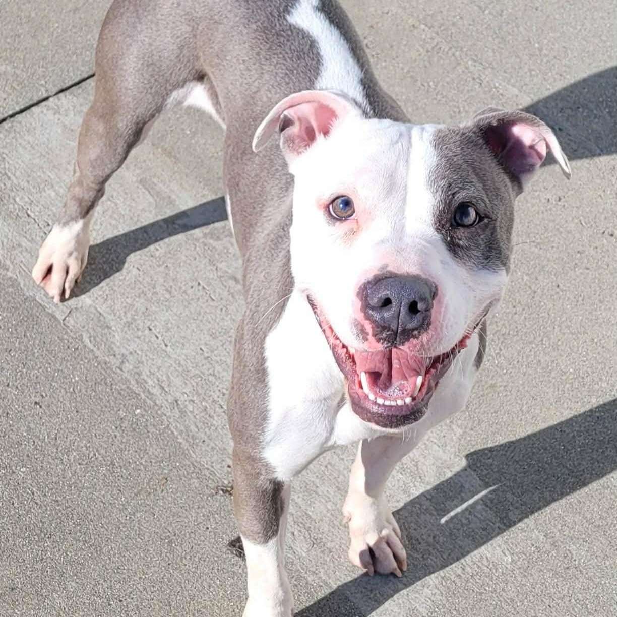 Enlarge Royalty! Silly Pittie Girl!, a ADOPTABLE mixed breed in Meriden, CT image 2/6