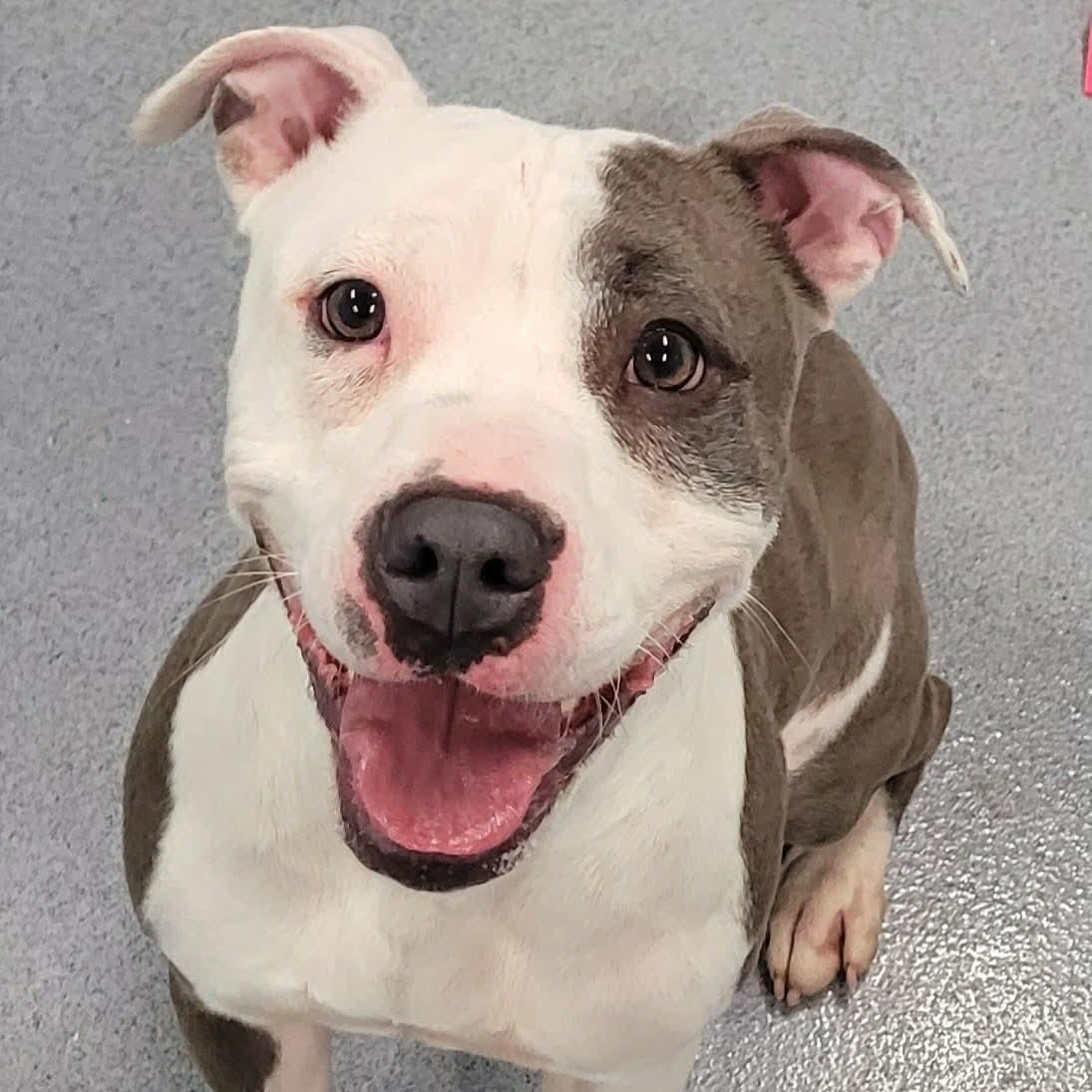 Royalty! Silly Pittie Girl!, ADOPTABLE, Young Female Pit Bull Terrier.