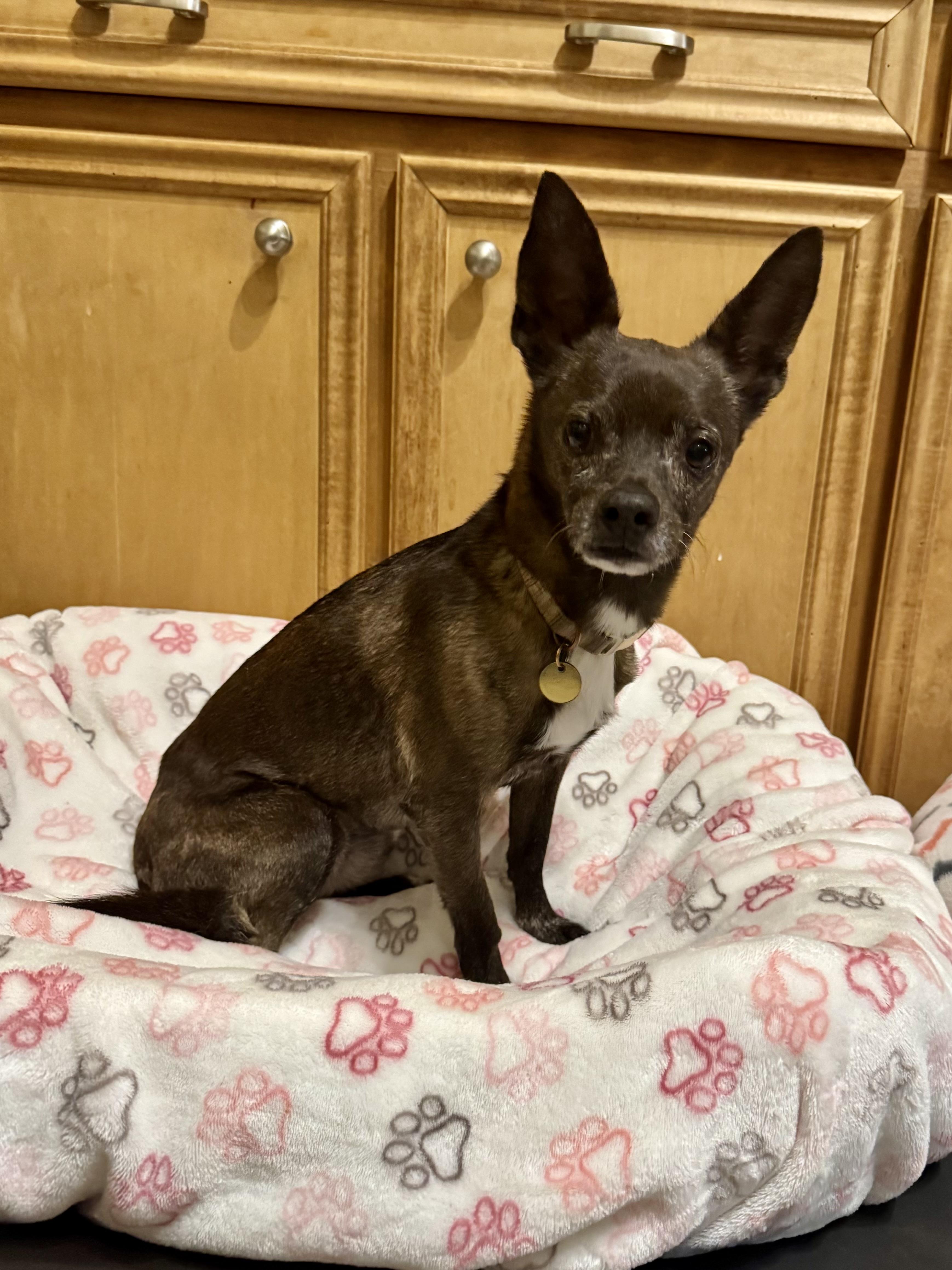 Enlarge Paprika, a Adoptable mixed breed in Baton Rouge, LA image 2/6