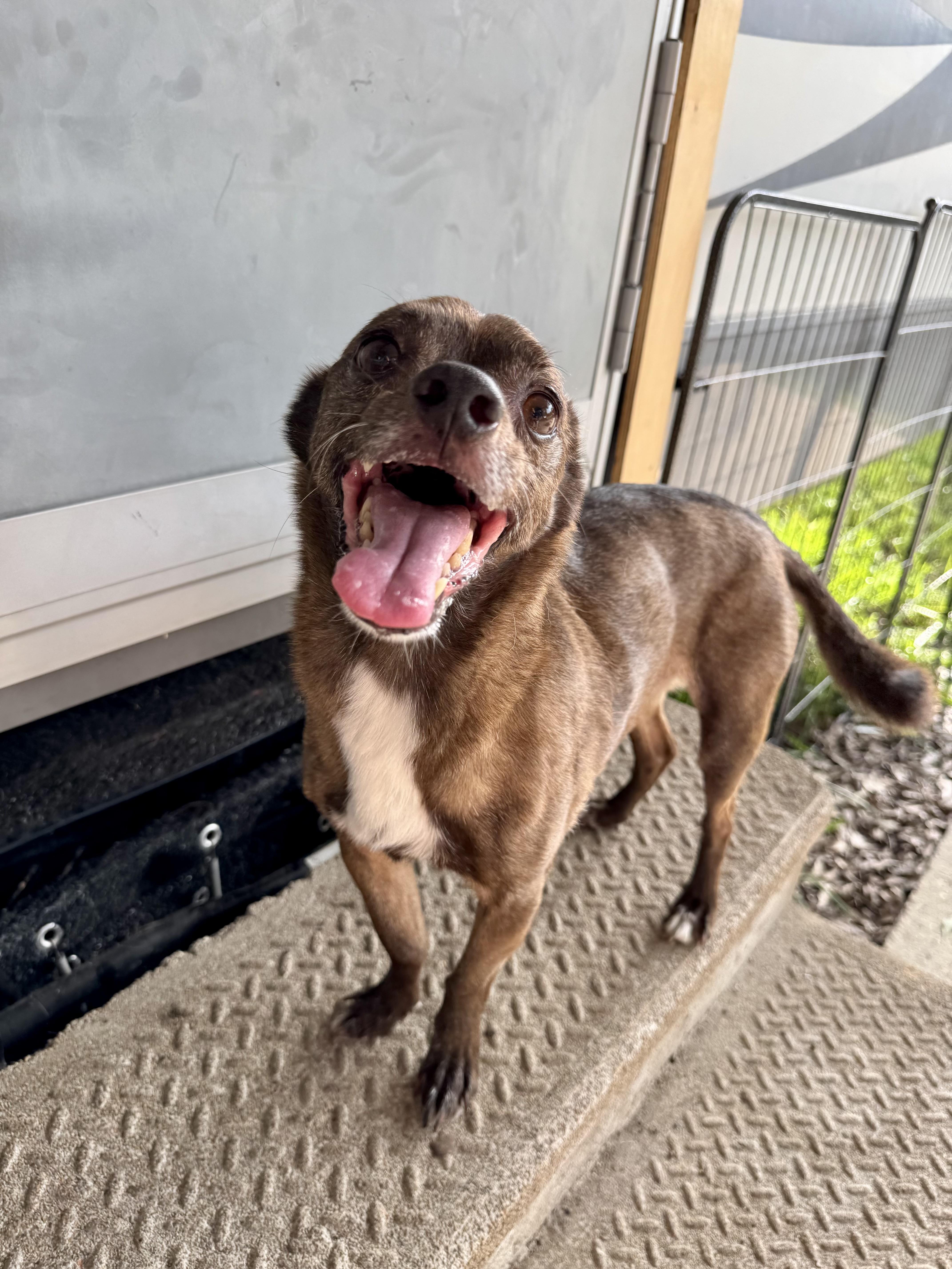 Paprika, a Adoptable mixed breed image 2/6