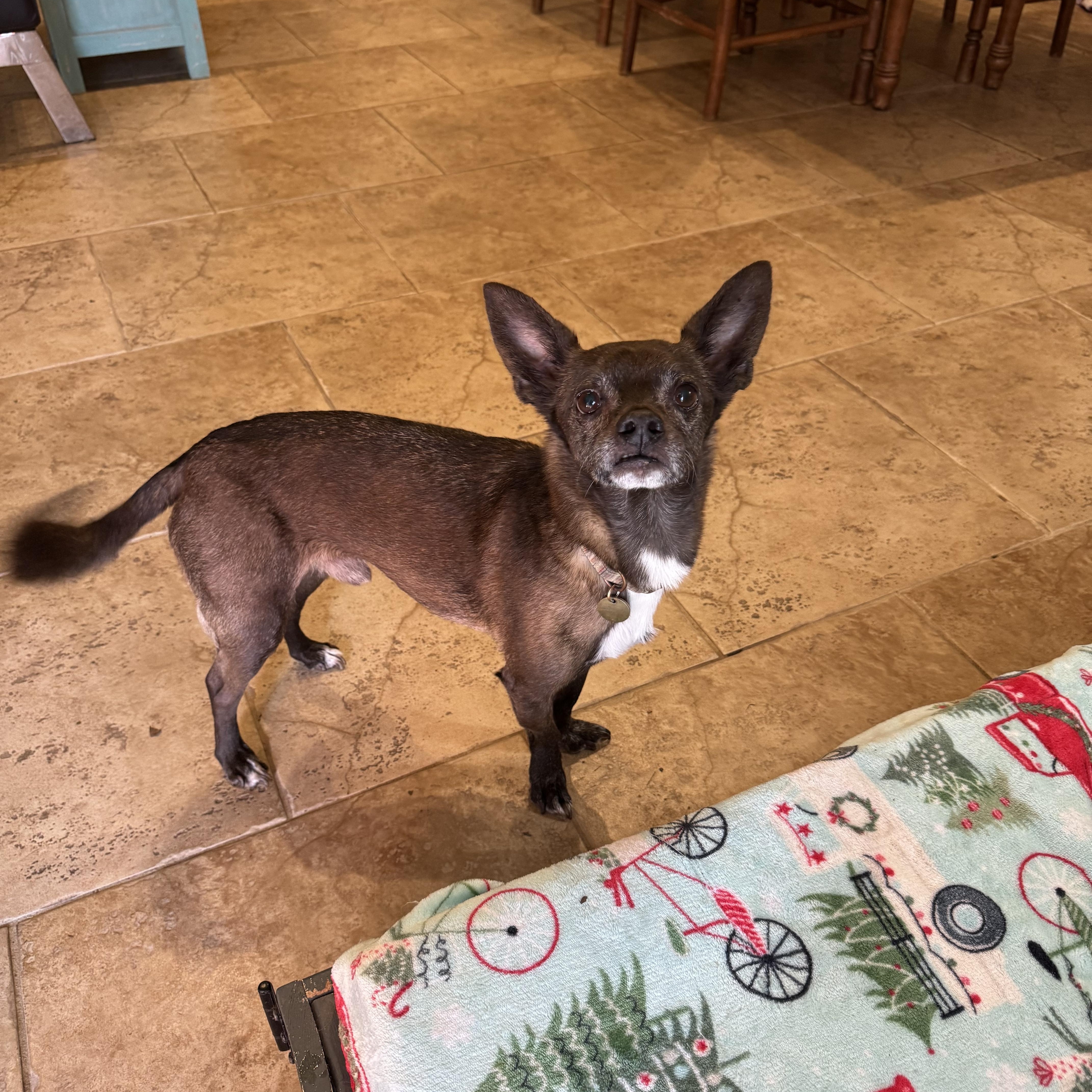 Enlarge Paprika, a Adoptable mixed breed in Baton Rouge, LA image 1/6