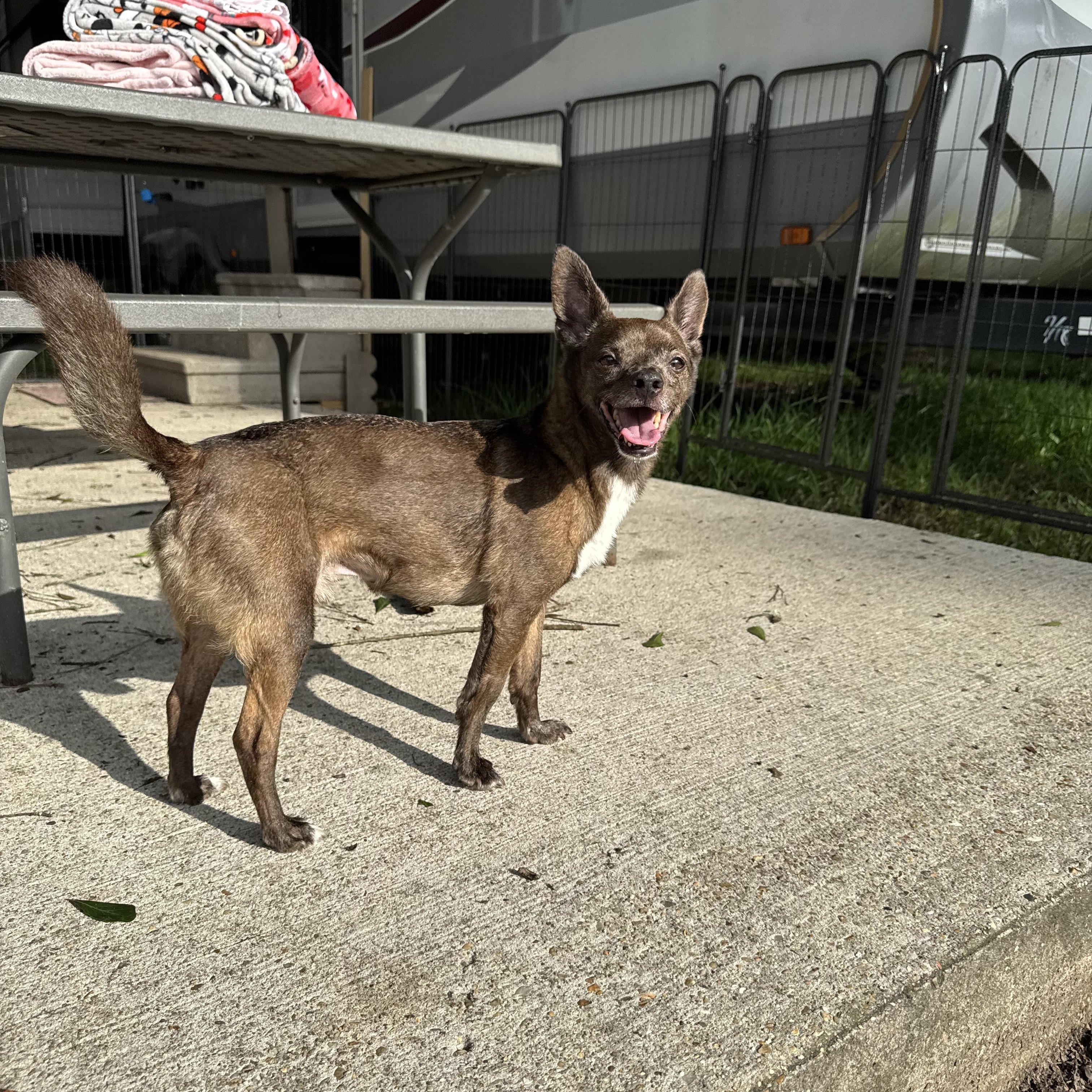 Paprika, a Adoptable mixed breed image 3/6